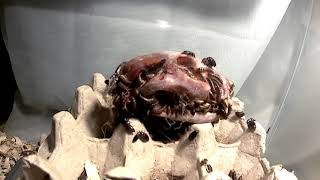 Geriatric Domestic Cat Dermestid Beetle Timelapse [upl. by Marcel]