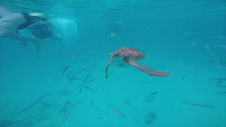 Dive Fest Barbados 2017 [upl. by Ayoral]