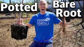 How to Plant a Fruit Tree POTTED and BARE ROOT [upl. by Starlene]