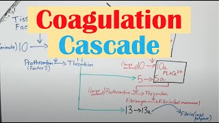 Coagulation Clotting Cascade and Secondary Hemostasis [upl. by Fidelia695]