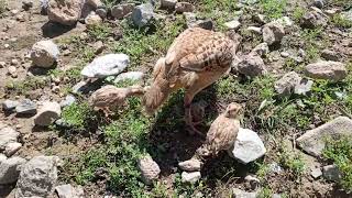 Male partridge female partridge and their chicks [upl. by Yarehs]