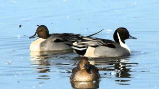 Northern Pintail courtship [upl. by Mcginnis498]