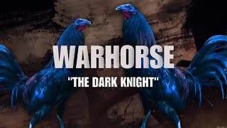 WARHORSE GAMEFOWL BLOODLINE Fighting Style and History [upl. by Adnarram]