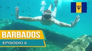 Barbados  Episódio 6  Tour do Calabaza Mergulho com tartarugas e Navios naufragados [upl. by Nesrac]