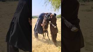 Big Power Full Donkeys animals youtuber nature janwar [upl. by Jurgen]