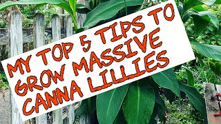 My Top 5 tipsHow to grow MASSIVE Canna lilies [upl. by Suh]