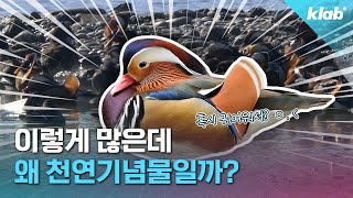 중랑천에 200마리나 나타났던 원앙 그런데 왜 천연기념물일까｜크랩 [upl. by Penn]