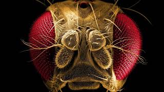 Anatomical atlas of Drosophila melanogaster—the wildtype [upl. by Florri]