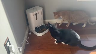 PETKIT Automatic Cat Feeder 5L Automatic Cat Food Dispenser with Two Food Hoppers [upl. by Gardel]