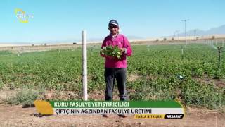 Tarla BitkileriKuru Fasulye Yetiştiriciliği [upl. by Leaw]