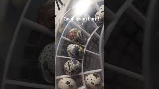 I miss our quails hatching they are adorable [upl. by Enttirb]