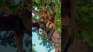 Elephant attacks lion in treeanimals wildlife wildanimals foryou fyp [upl. by Delacourt]