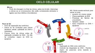 DIVISÃO CELULAR CICLO E CANCER [upl. by Odrareve]