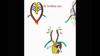 Embriologia arcurilor aortice Dezvoltare și derivatele [upl. by Peednama]