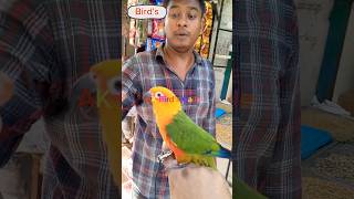 Jandi কনুর 🦜🦜 birds amazing parrot [upl. by Roye]