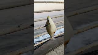 triggerfish jeddahcorniche fishing saudiarabia fish redseajeddah [upl. by Bran]