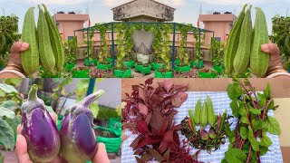 Harvesting Fresh And Organic Veggies From My Terrace Garden  Harvesting Organic Vegetables [upl. by Straus]