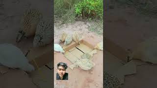 Jebakan burung puyuh birds birdtrap animals animaltrap handtrap easytrap [upl. by Esilrahc]