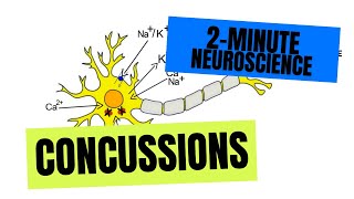 2Minute Neuroscience Concussions [upl. by Evvie]