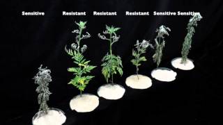 Glyphosate SOA 9 Sensitive vs Resistant Common Ragweed 3 [upl. by Manus874]