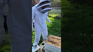 Installing a package of Carniolan honey bees [upl. by Eittam]