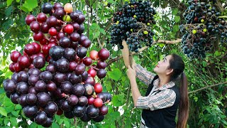 Harvest wild grapes for wine and cook with drumstick  Wild grapes wine  Wild grapes in my homeland [upl. by Oinigih]