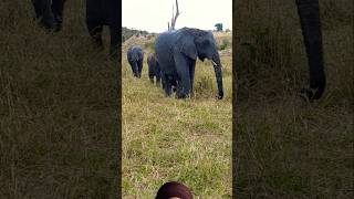 Elephants Big Family wildlife safari animals [upl. by Trik]