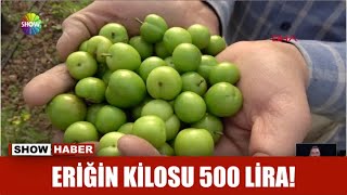 Eriğin kilosu 500 lira [upl. by Jaella]