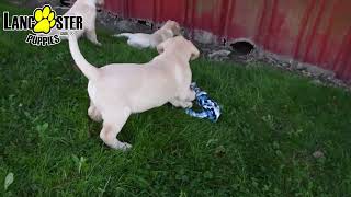 Charming Labrador Retriever Puppies [upl. by Durno]