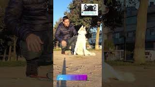 ✅ MOVIMIENTO del HUSKY SIBERIANO SHORTS [upl. by Nevi]