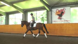 Trakehner Dressurwallach von Perechlest MV Dorpas AA  Rubicon xx [upl. by Wiltz782]