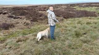 Holly the dog and the mannequin of Dufton Fell North Pennines Southern descent of Meldon Hill [upl. by Lek]