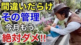 【気をつけて】11月やってはいけない園芸作業教えます 【カーメン君】【園芸】【ガーデニング】【初心者】 [upl. by Llewkcor]