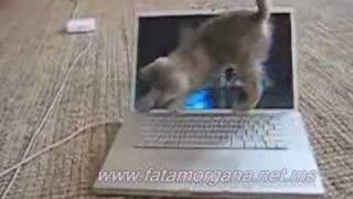 LaptopKatze [upl. by Mak]