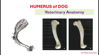 humerus of DOG vetanatomy osteology bvsc pooshmati [upl. by Navlys]