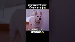 ये कुत्ता मां से भी ज्यादा बच्चे की देखभाल करता हैं 😱  short dog movie recap [upl. by Selegna351]