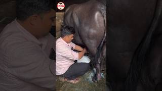 Murrah Buffalo Milking milkingbyhand murrah bufflo dairyfarm shorts [upl. by Ransell]