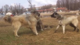 Kangal vs 2 Caucasian Ovcharka Here is The Proof Who is the Best [upl. by Kristoffer]