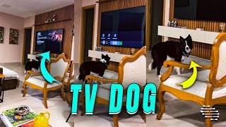 Dog Asks to Watch TV and Uses Remote Control [upl. by Roydd]