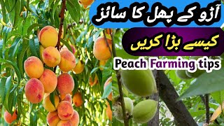 Peach Fruit Care Peach FarmingHow to get maximum fruit on peach plant [upl. by Farl]