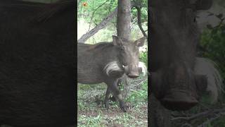 Wild Pig Sounds  common warthog 🖤 [upl. by Nillek232]