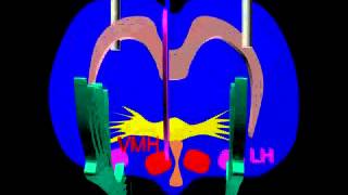 The impact of LH lesions on the nigrostriatal pathway [upl. by Markus521]