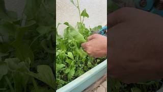 Spinach harvest shorts usateluguvlogs harvest backyardgardening gardening telugu [upl. by Liryc]