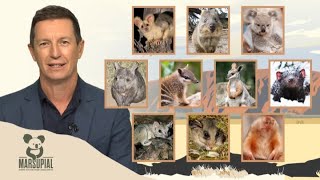 Marsupial Of The Year Top Ten Revealed [upl. by Fanni]