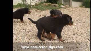 Chiots beaucerons du DGV [upl. by Ogu]