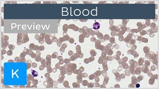 Blood erythrocytes leukocytes and other cells preview  Human Histology  Kenhub [upl. by Marzi775]