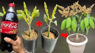 Video of 2 methods of mango propagation to produce 1000 roots overnight [upl. by Ayo]