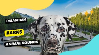 Dalmatian Dog Barks  Animation [upl. by Folsom750]