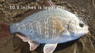 Redtail SURFPERCH fishing at Table Bluff amp Stone Lagoon [upl. by Boser558]