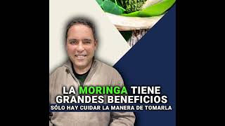 CUIDADO CON LA MORINGA QUE CONSUMEN [upl. by Alien]